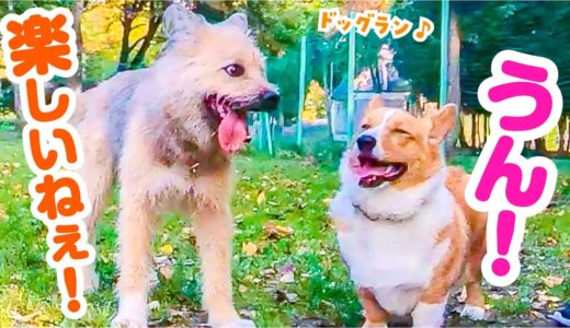 ドッグランでコーギー犬のなかよし友だちができました！