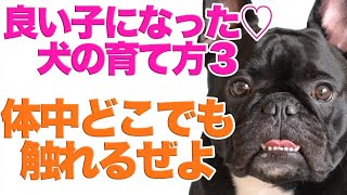 犬の育て方　どこを触っても噛まない・嫌がらない子にするために　ココの場合3