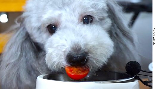 🐶うちの犬と一緒にご飯を食べませんか？ASMRに挑戦！【トイプードルのグリィ】【犬】【dog】【toy poodle】