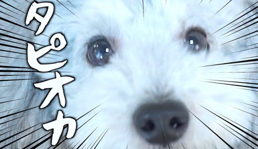 🐶犬の瞳がタピオカにみえて、気づいたら僕は。【トイプードルのグリィ】【犬】【dog】【toy poodle】