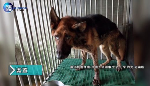 鏡週刊 鏡爆社會》警犬訓練師虐犬致歉又刪文　動保團體：再幫你發一次