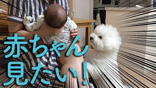 犬と赤ちゃんの生活｜赤ん坊に興味津々のビションフリーゼわたまる dog-is-interested-in-baby