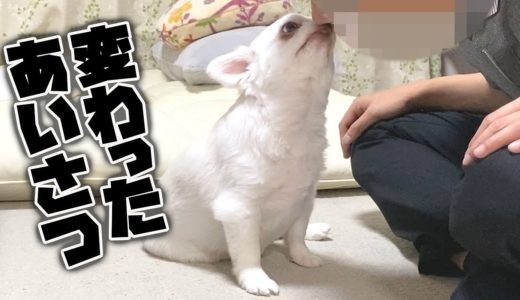 犬が嬉しい時にする変わった挨拶！チワワのコハク