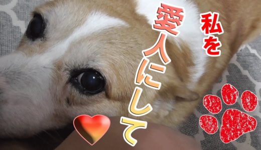 おねだり上手な犬ってこういう事！【コーギーチロ】叱られてるけど許しちゃうwww