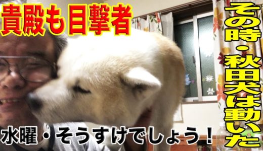 水曜そうすけでしょう！貴殿も目撃者・・その時秋田犬が動くDog is God spelled backward.