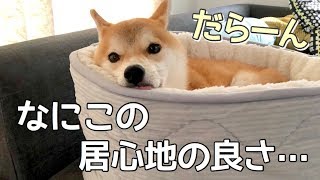 犬をダメにするベッドを手に入れてしまった!!柴犬こてつ君