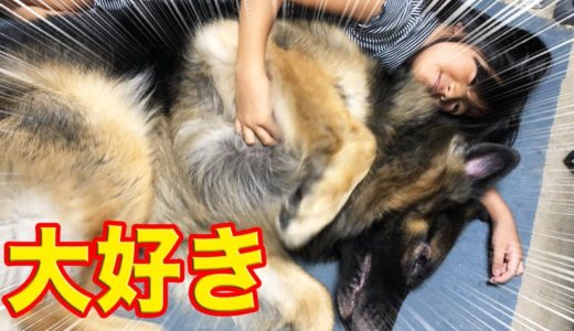 おかえり♪大好き何時も一緒にいようね！シェパード犬と孫娘I like dogs