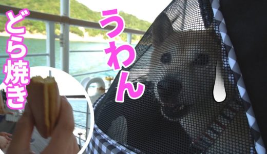 柴犬小春　【ネットの中から犬語で催促】 渦潮よりもお兄ちゃんのどら焼きが気になる！愛犬と渦潮クルーズ