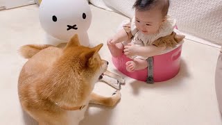 【子守犬】柴犬のお兄ちゃんに話しかけようと頑張る娘