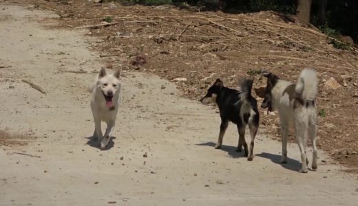 带中华田园犬小白回老家相亲，昔日情郎已心有所属，还成了情敌！