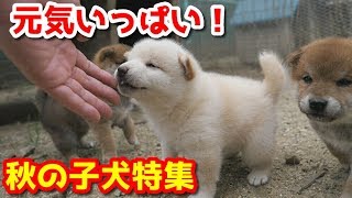 【柴犬子犬】元気いっぱい！秋の子犬特集号！　太郎の犬モノガタリ　番外編