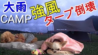 犬とキャンプ ふもとっぱら  暴風雨の中テント泊 トイプードル＆チワワ【toypoodle  Chihuahua】