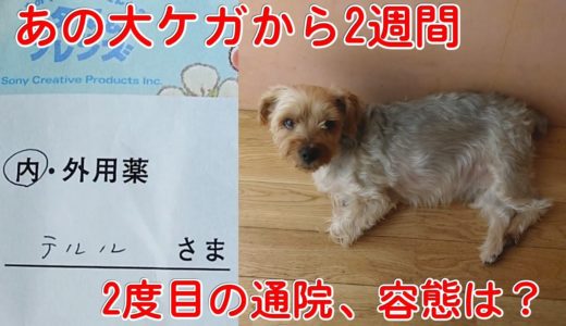 【犬通院2回目】靭帯断裂から2週間が経過し病院へ、容態は？ 薬食いカラス＆がぶ飲み猫＆消え姐さん 20191015、カラス＆四つ足トリオ