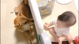 【子守犬】泣いてる娘のそばへ心配そうに近寄る柴犬