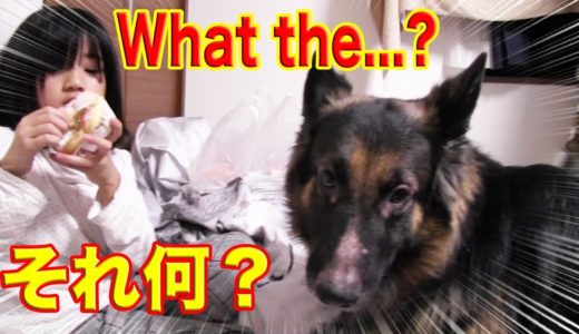 何それ！食べれるの♪孫娘・秋田犬・シェパード犬・陽射し満喫の一日？What?