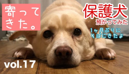 【保護犬預かり】一ヶ月振りに近くに来ました！【2ヶ月と27日目】