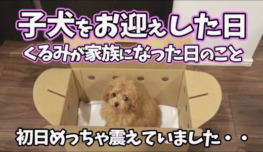 トイプードルの子犬をお迎えした日の事、犬とパパママの晩酌トーク