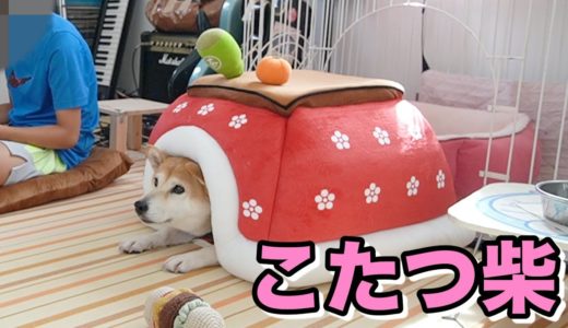 柴犬小春　ENG sub犬用こたつ転がっとったよってに