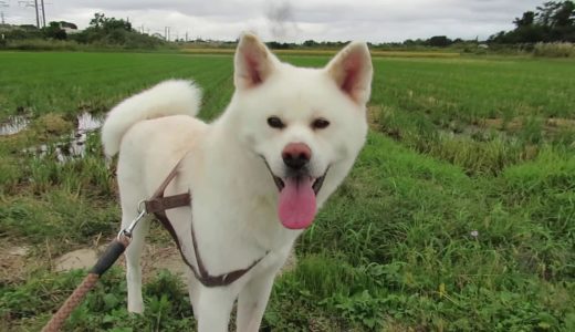 【秋田犬ゆうき】ＳＬおが号の試運転がカッコ良過ぎて思わず正座してしまいました【akita dog】