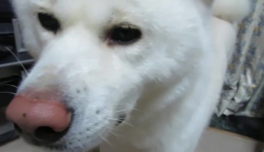 【秋田犬ゆうき】誰も居ないのに吠えるのは何かが居るときです【akita dog】