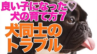 犬の育て方　犬同士のトラブルを経験して生まれた変化　ココの場合7