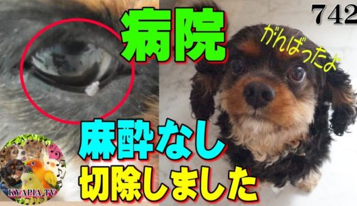 キャバリア犬・病院へ！マイボーム腺腫切除手術（状態・費用は？）Cavalier King Charles Spaniel