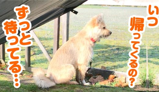 まるで忠犬…いなくなったママを待ち続けるワンコにパパ感動！