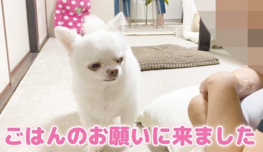 「オデのご飯の時間だよ」犬の可愛いお願い！おねだりする時のチワワのコハク