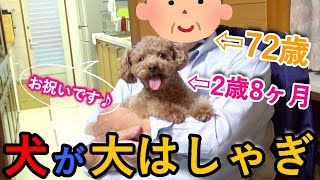 ジィジの72歳のお祝いに実家に行ったら犬が大はしゃぎしてすごかったw【トイプードル】