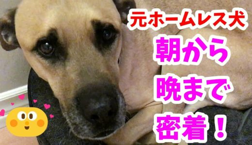 元ホームレス犬 「デクスター」 の一日【大型雑種犬とピットブル犬と２歳児の生活】