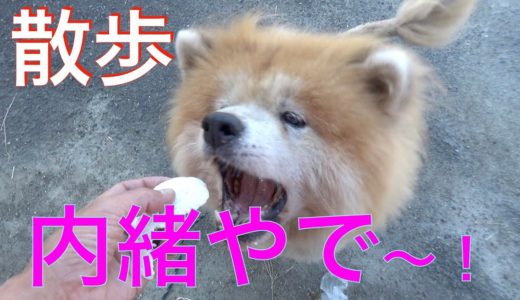 秋田犬大吉くんと散歩(雑談)セッション再開？Animal Rescue Nursing