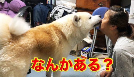 振り返れば秋田犬・奴の視線を感じる・防災準備の我が家の大型犬達Our dog is gluttonous