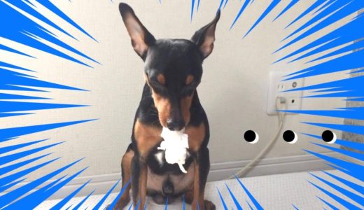 ティッシュのイタズラがバレて怒られる犬【ミニピン 力田力男】