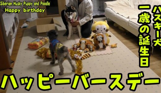 ハスキー犬！ドタバタ一歳の誕生日会  Husky Puppy and Poodle