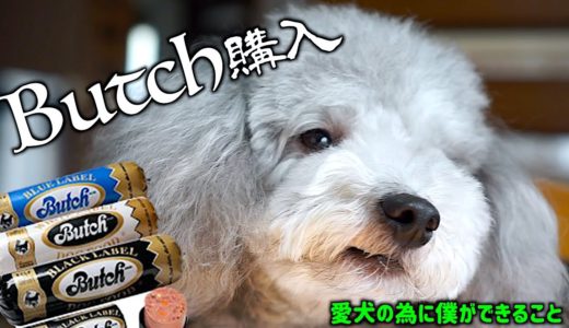 🐶Butch(ブッチ)が来た！食いつきが悪い犬への最後の砦。【トイプードルのグリィ】【犬】【dog】【toy poodle】