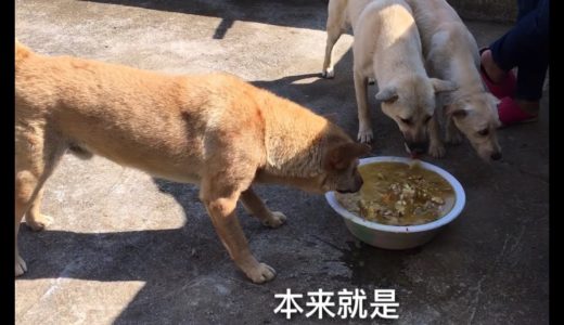 田园犬去蹭饭，饭量如猪，大黄爷爷内心很崩溃