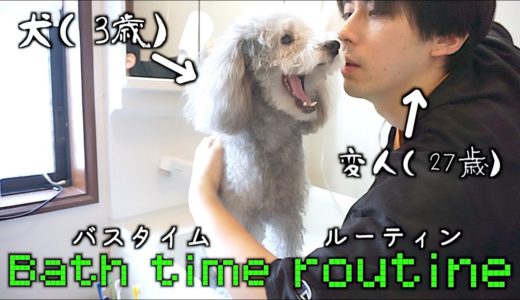 🐶犬のバスタイムルーティンと変人飼い主。【トイプードルのグリィ】【犬】【dog】【toy poodle】