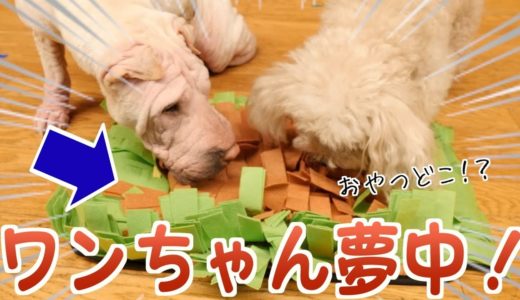 草むらにおやつを隠す「犬用知育マット」が、マジでワンちゃんを天才にする！！！