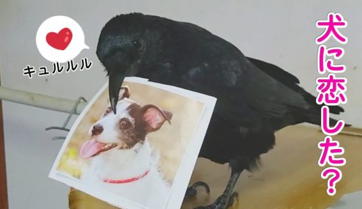 【犬に恋】カラスをおちょくるw 主膝寝猫＆ガムテープ姐御＆謎アレルギー犬···。 20191018、カラス＆四つ足トリオ