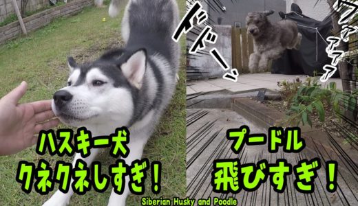 クネクネ寄って来てゴロンとするハスキー犬と大暴れプードルが可愛い Husky and Poodle