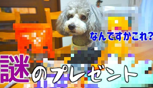 🐶うちの犬宛に、とあるプレゼントが届きました。【トイプードルのグリィ】【犬】【dog】【toy poodle】