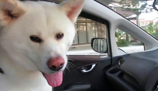 【秋田犬ゆうき】今日はドライブ♪イェー♪おっとその前にやることがあったぜ【akita dog】