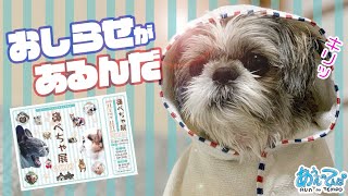 風呂あがりの犬からお知らせがあります【シーズー犬てんぽ】2019