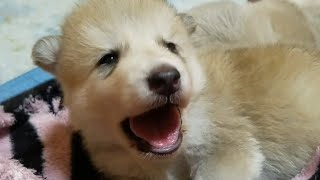 【キュン圧注意！】寝落ちする子狼犬