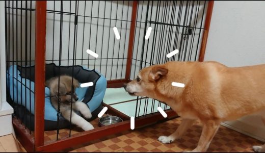 プレイバック】最初にガツンと喰らわす柴犬魂！秋田犬赤ちゃんに威嚇3連発