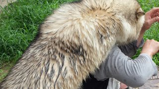 伝われ！狼犬のサイズ感