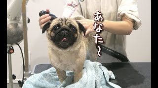 トリミング中も熱い視線をビシビシ送ってくるパグ犬ぷぅ Pug