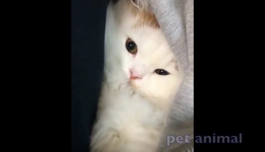 かわいい動物、犬、猫たち　おもしろペット動画＃184