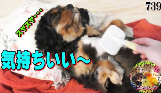 間違った犬のブラシのやり方(笑)キャバリア犬・面白可愛い動物癒し動画739 Cavalier King Charles Spaniel