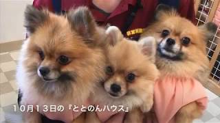 10月13日の保護犬の様子